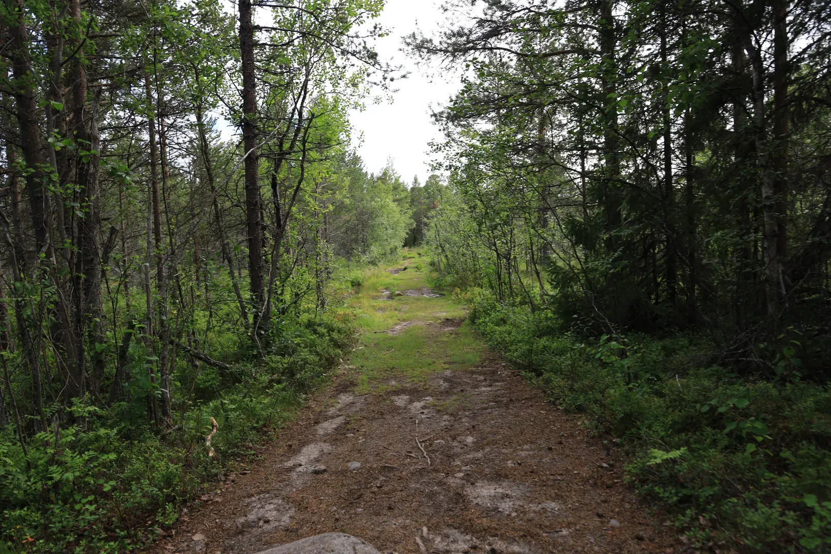 An example of how a good road can quickly deteriorate because of a swamp. This is near the seashore, and the swamp water mixes there with seawater, so the shore was named "Gryaznaya", meaning "dirty" or "muddy".