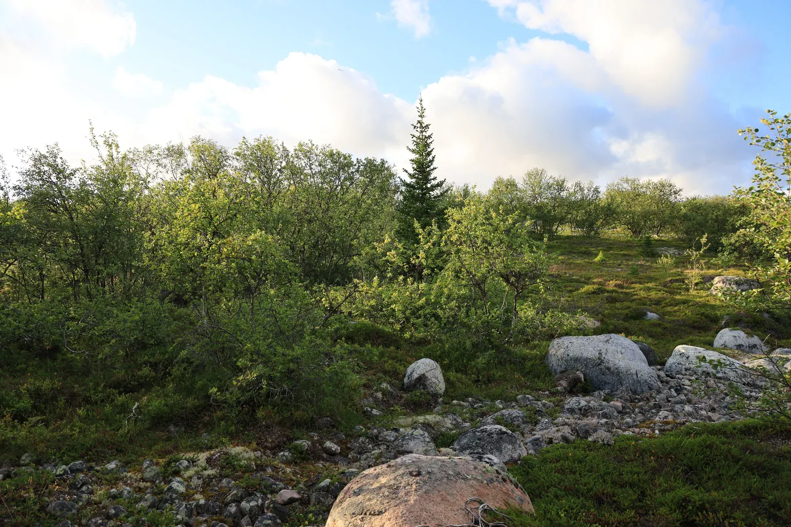 As you come closer to the seashore, the forest becomes smaller, and big pines give way to smaller trees and shrubs.