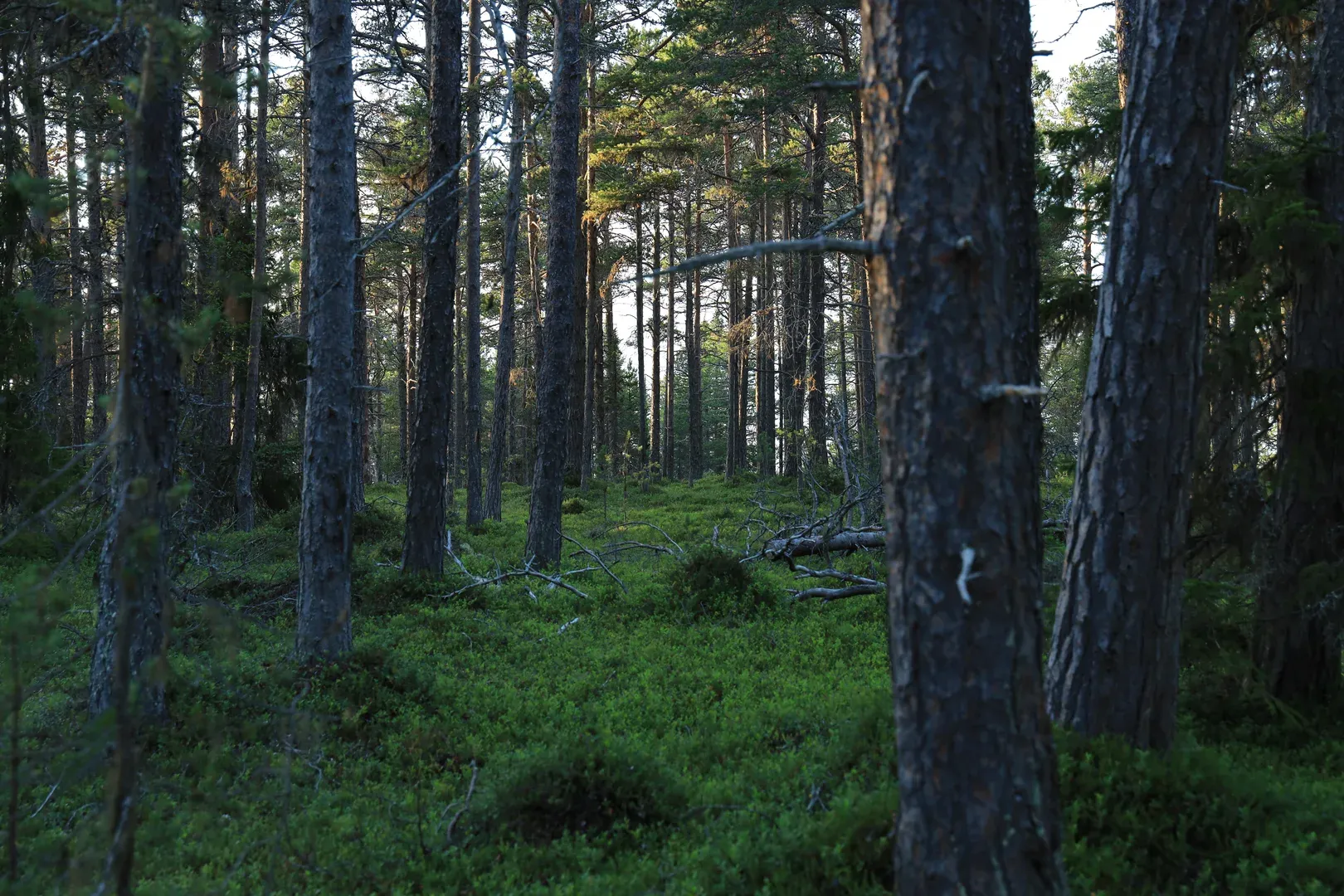 Southern forest. It is much brighter than in the northern parts.