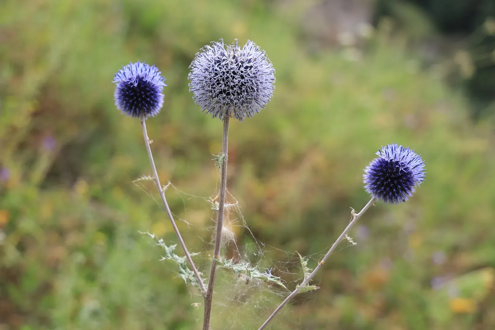 A globe thistle. A lot of plants are still in flower in early August, which makes the mountain slopes a place full of life.