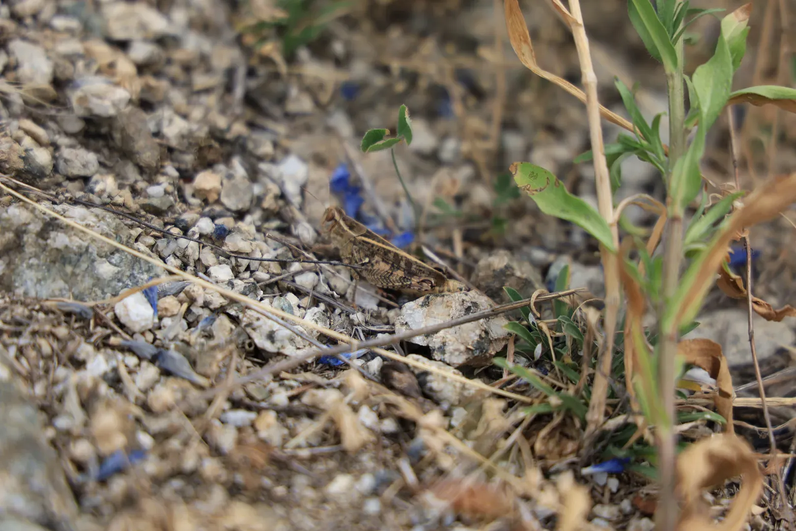 A bush-cricket. There is a lot of chirping, and these crickets were everywhere on the road, jumping almost from under your feet.