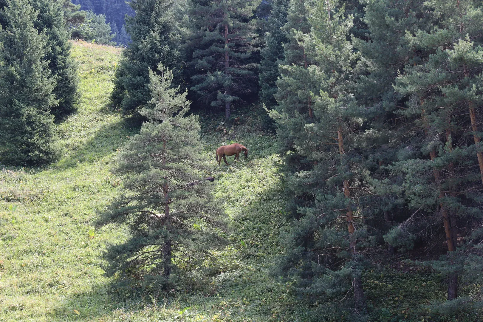 First horses seen that day. There would be more later during the descent.