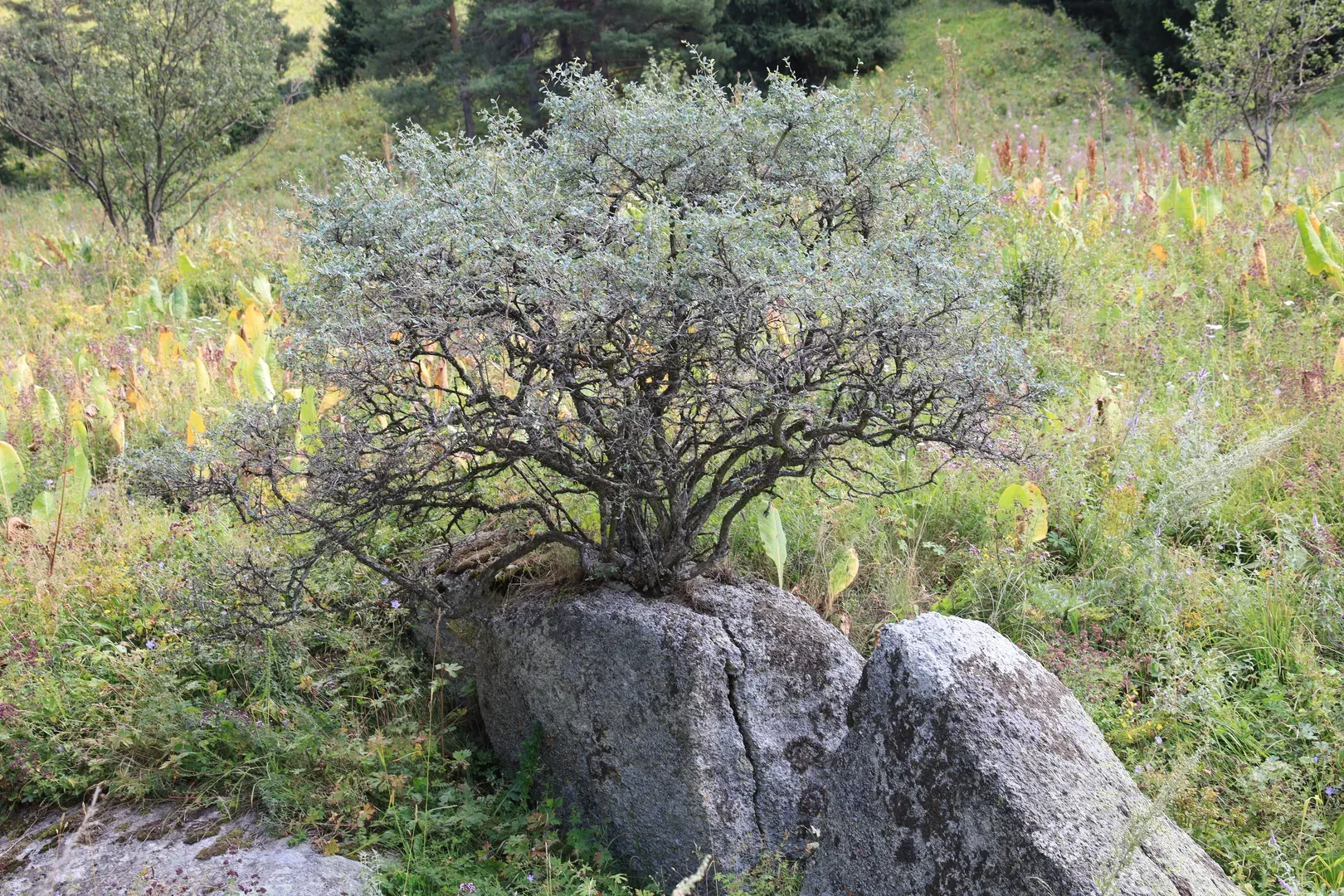 The ways trees can grow on stone, or through it, are incredible.