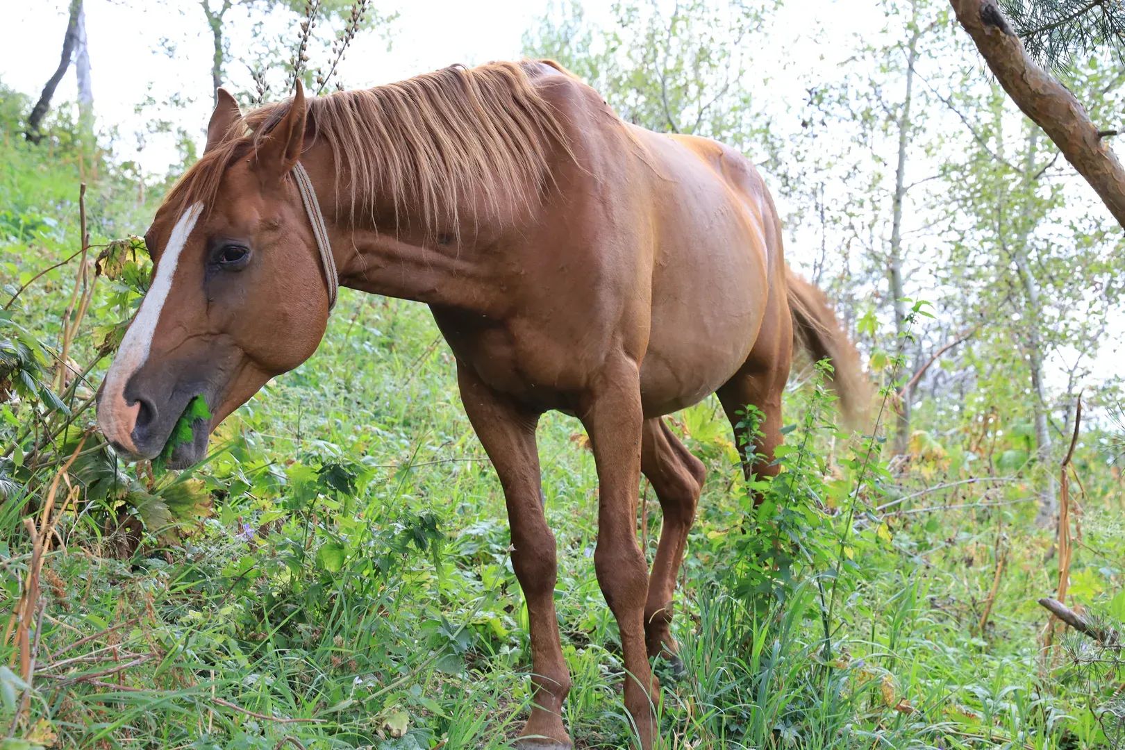 More horses.