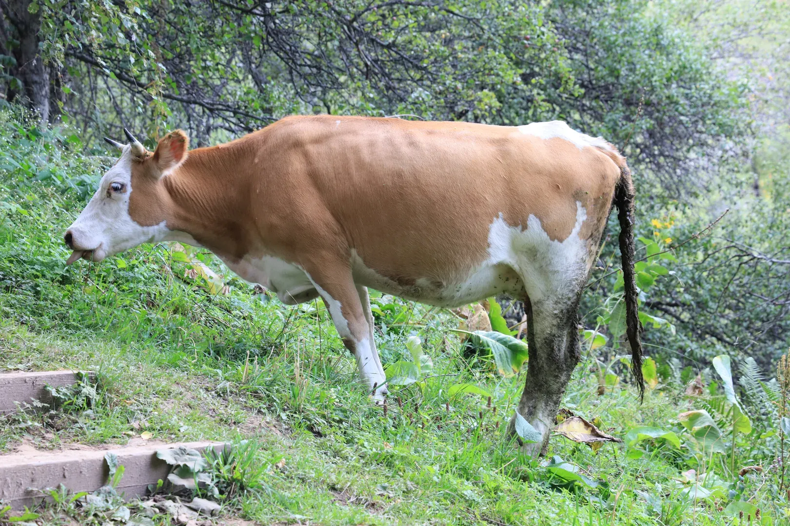 And some cows as a sign that you are back in civilization.