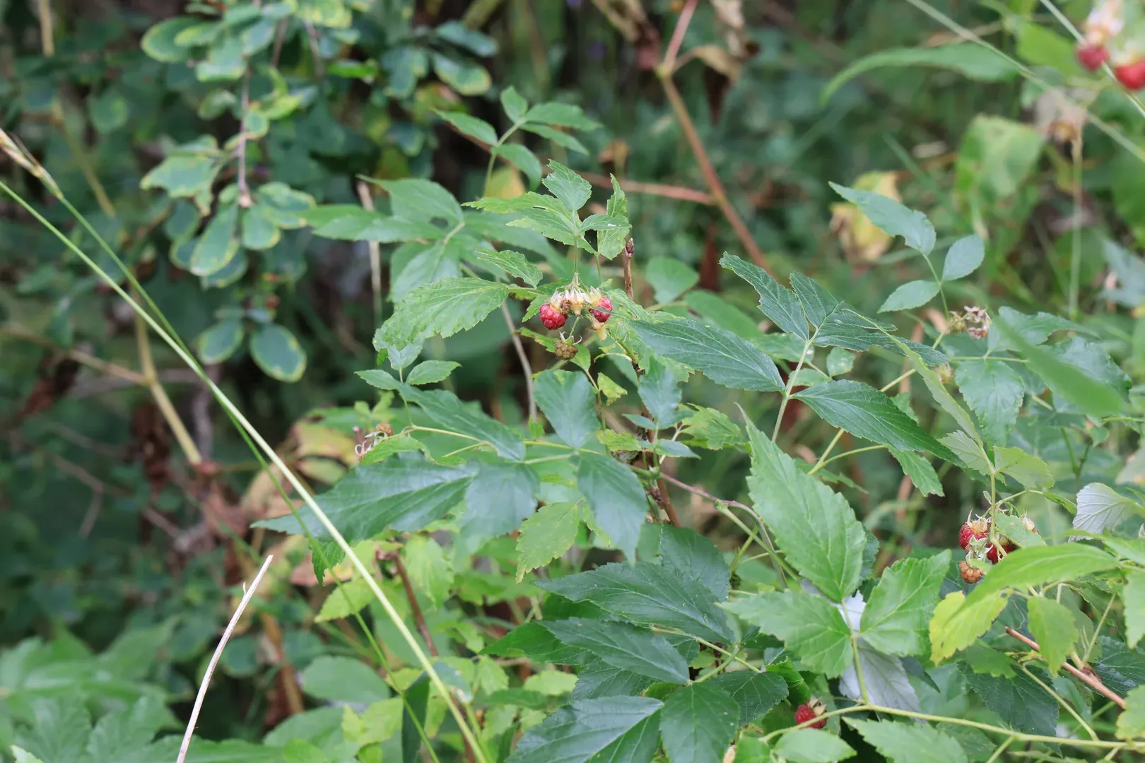 There are a lot of raspberries in the mountains, but we found there are many more berries on the less popular routes.