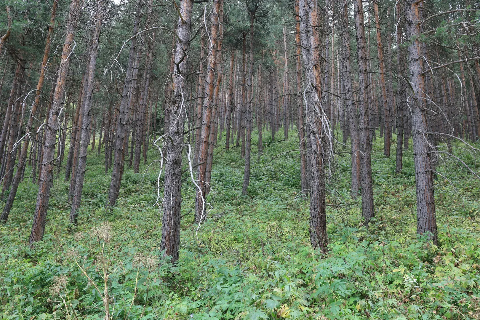 Trees are tall everywhere in the mountains, which makes any forest look enormous.