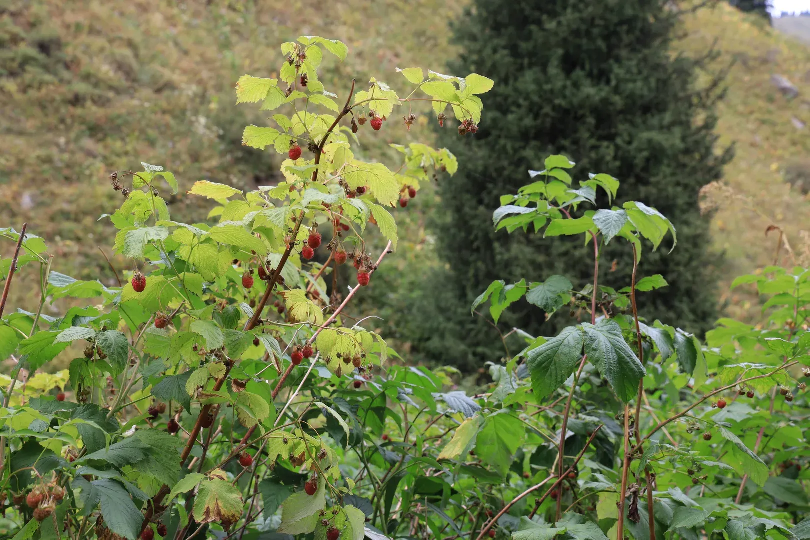 Even more raspberries.