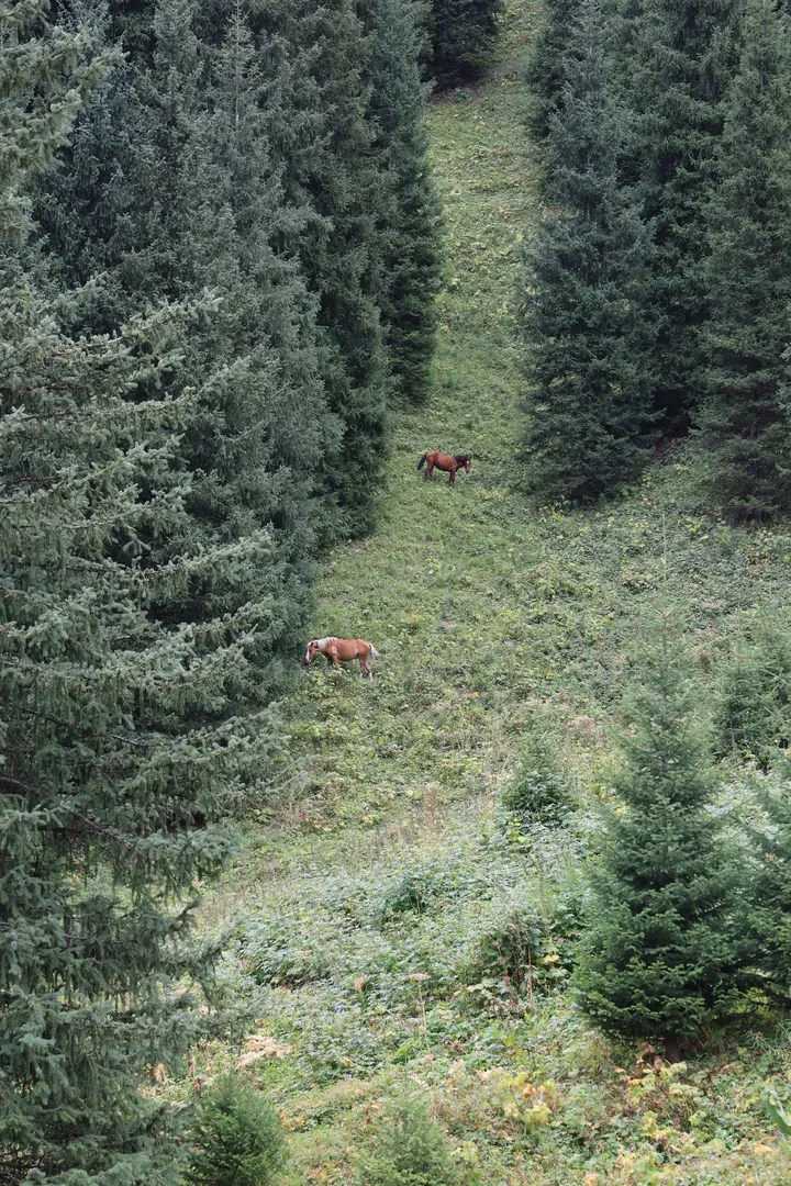 Horses grazing on a slope. Others were bathing in a nearby spring.
