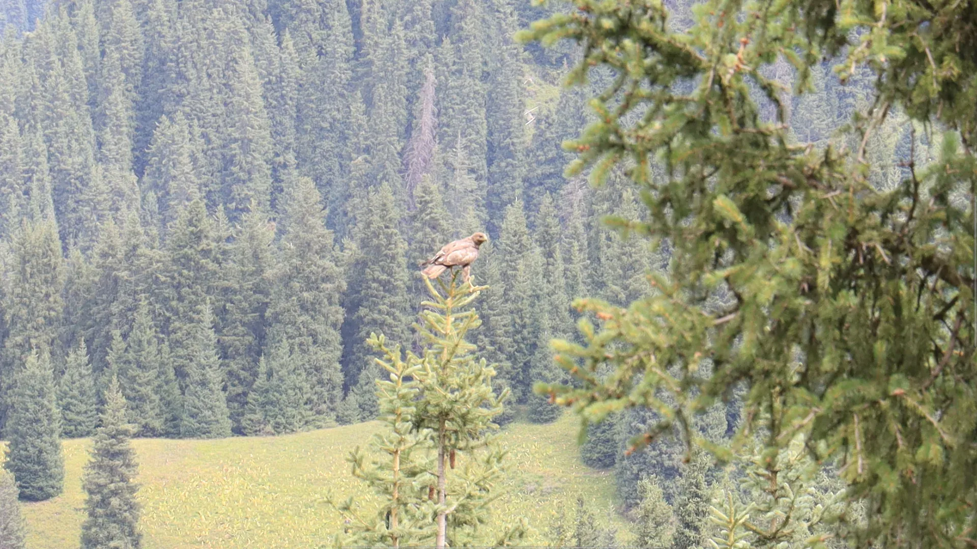 A long-legged buzzard. They are a rather frequent sight on the paths, but I have never taken a photo this close before.