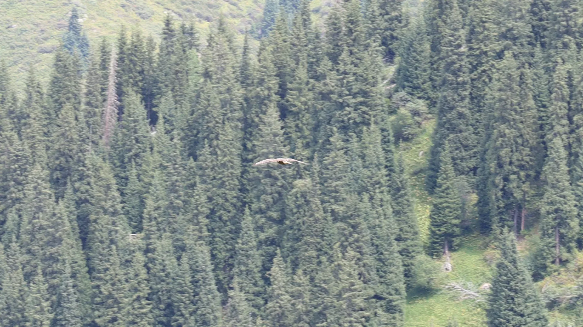 That bird was circling some territory near our route.