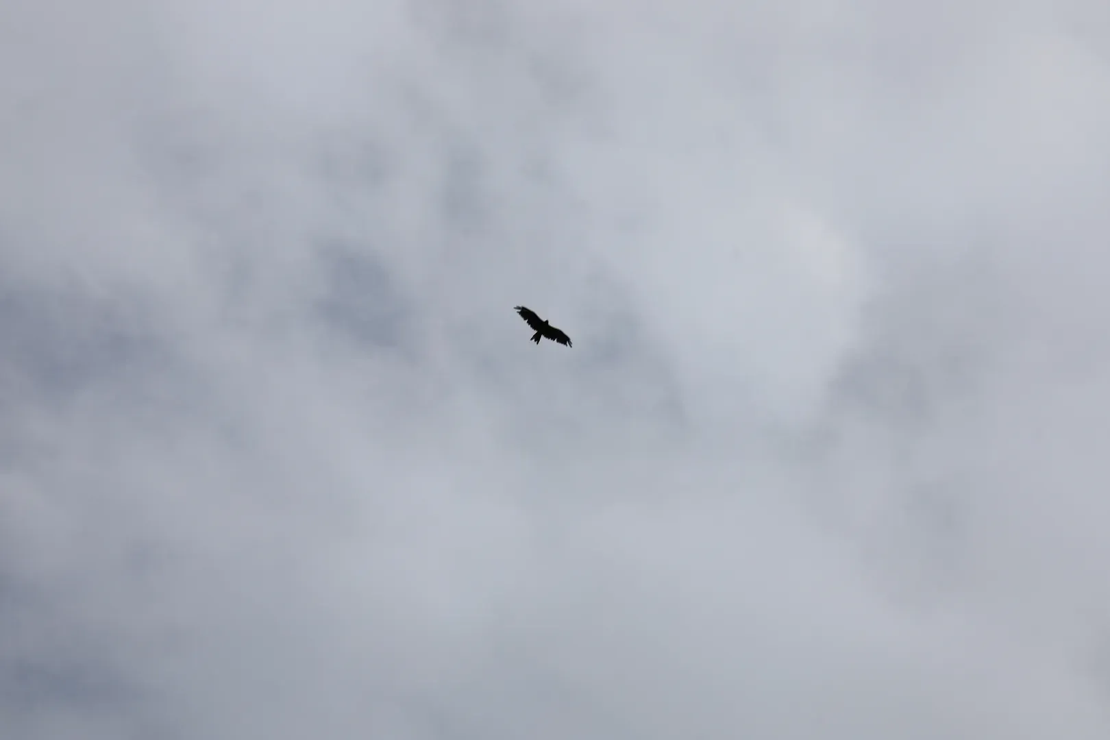 A long-legged buzzard again, I believe, though I am not completely sure.