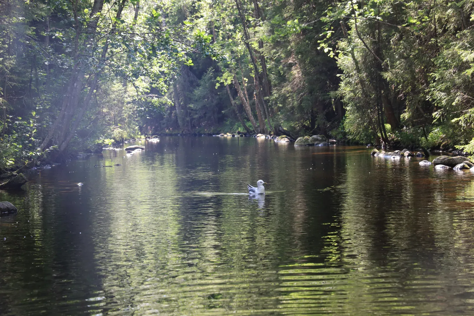 And one of the channels. And a gull keeping us company as we explore the lakes.