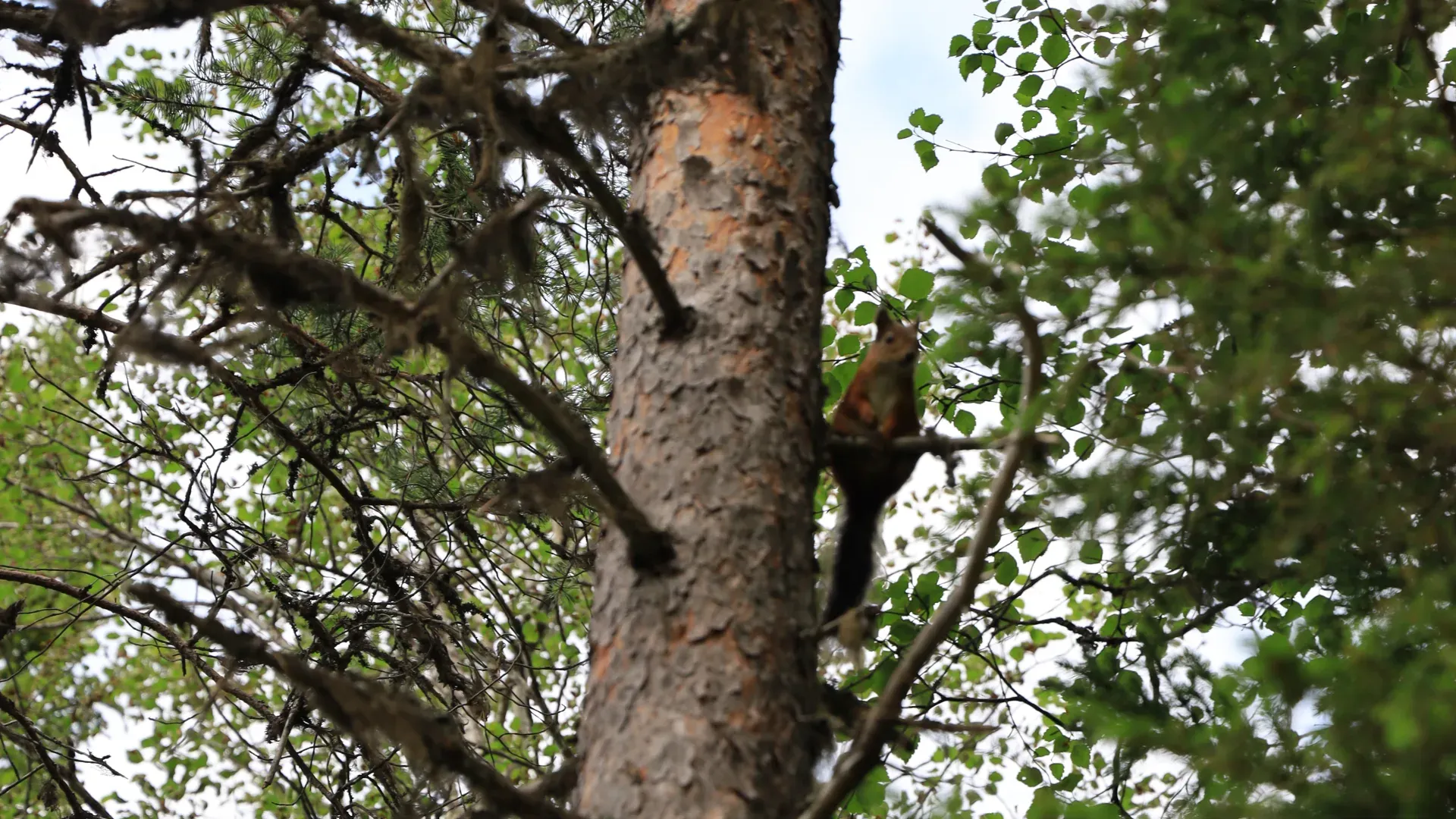A squirrel (out of focus).
