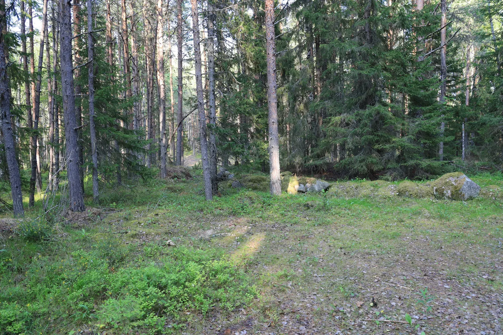 Northern forest.