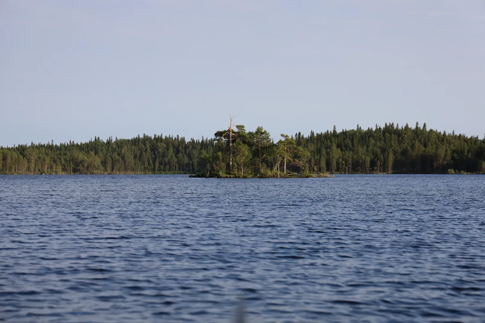 An island on the biggest lake, Krasnoye. There are a lot of gull nests near similar small islands.