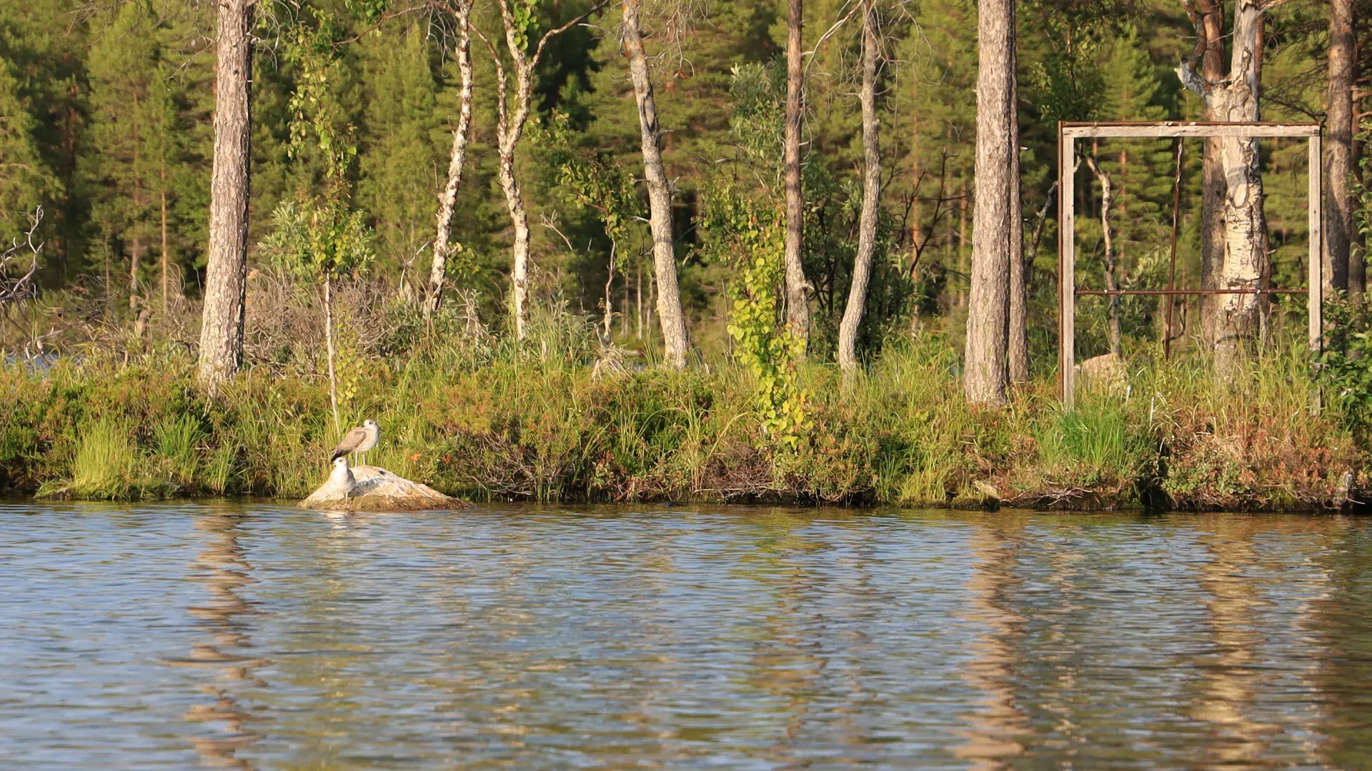 A gull chick on the lake. The adult gulls were vocally not happy about our presence.