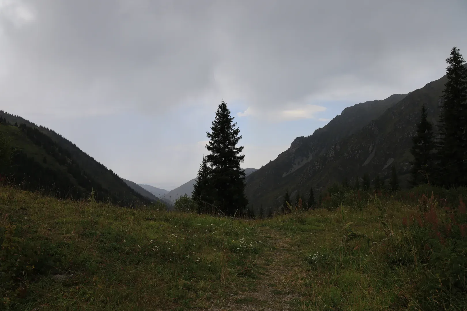 A lonely spruce on the slope.