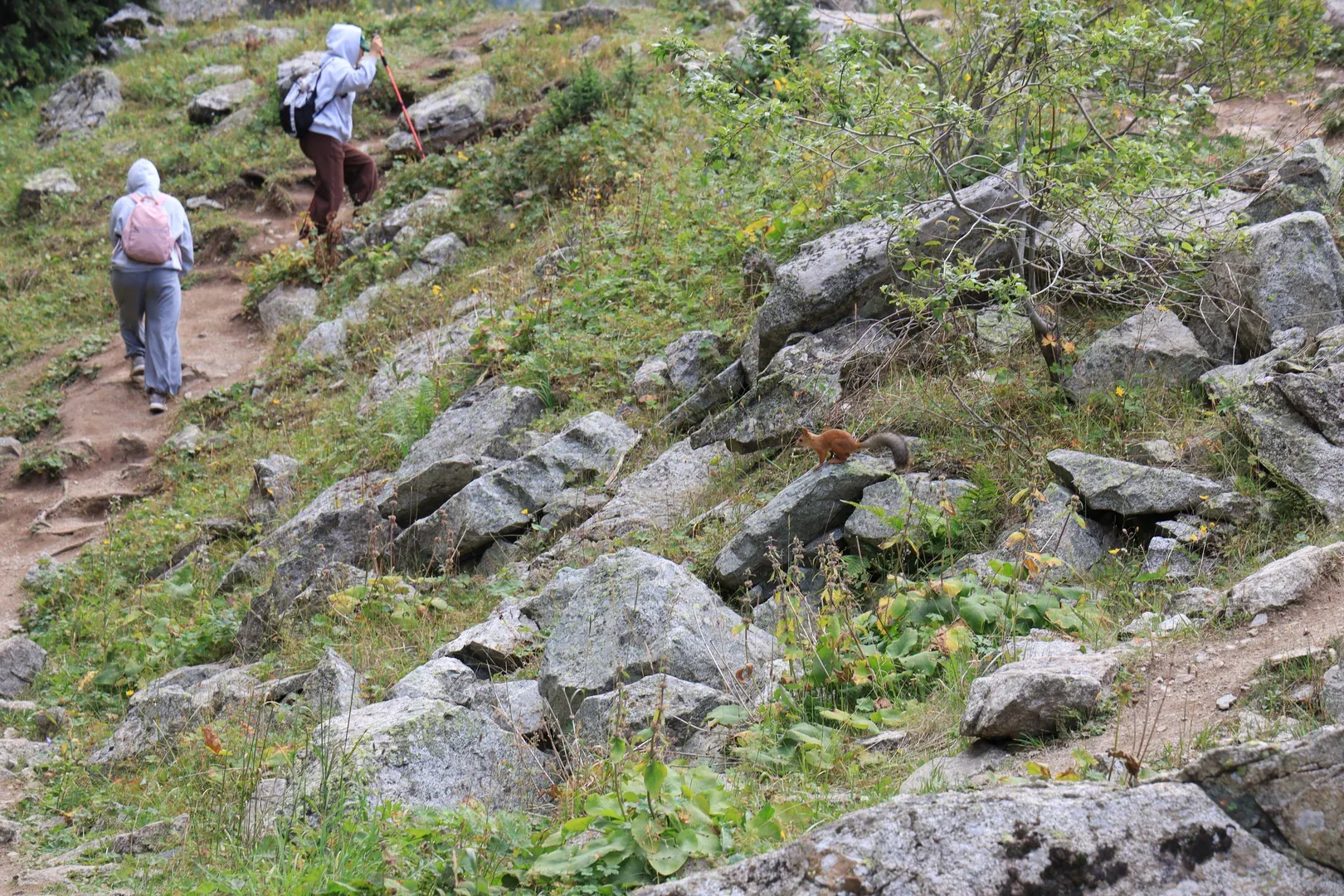 We went to the left, and I caught a squirrel crossing the trail.