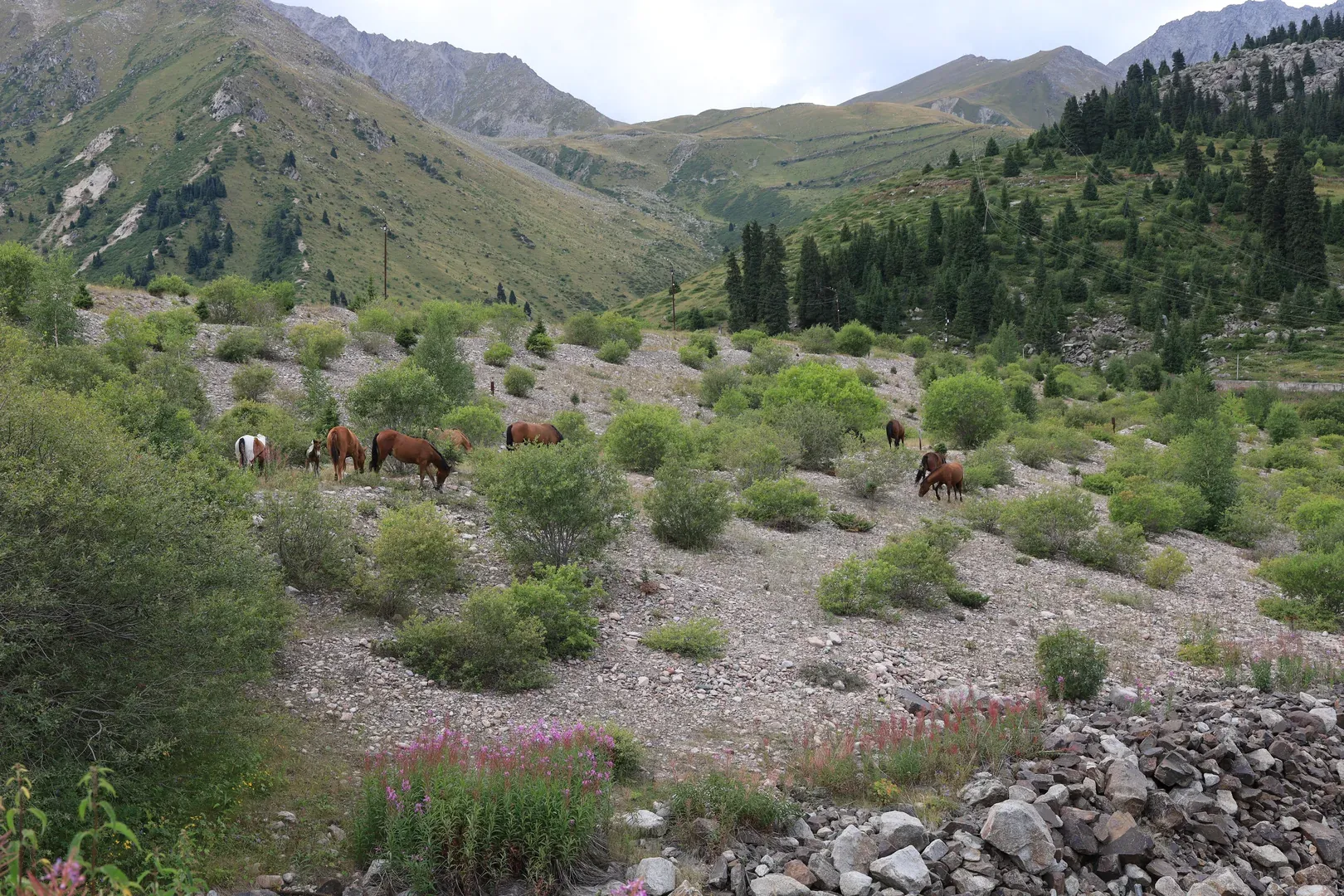 Horses near the settlement on the lake.
