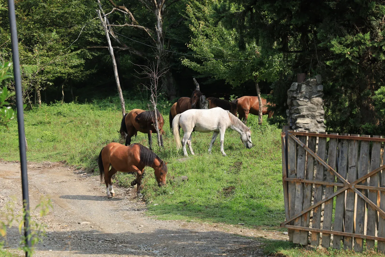 Horses. Of course there will be horses near a mountain settlement.