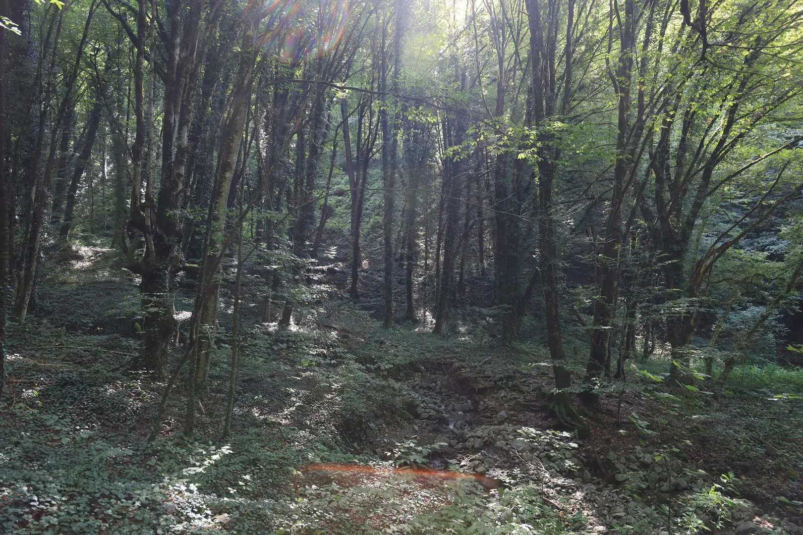 The sunlight coming through the leaves of the forest makes nice scenery for trying different camera settings to get a better sun flare.
