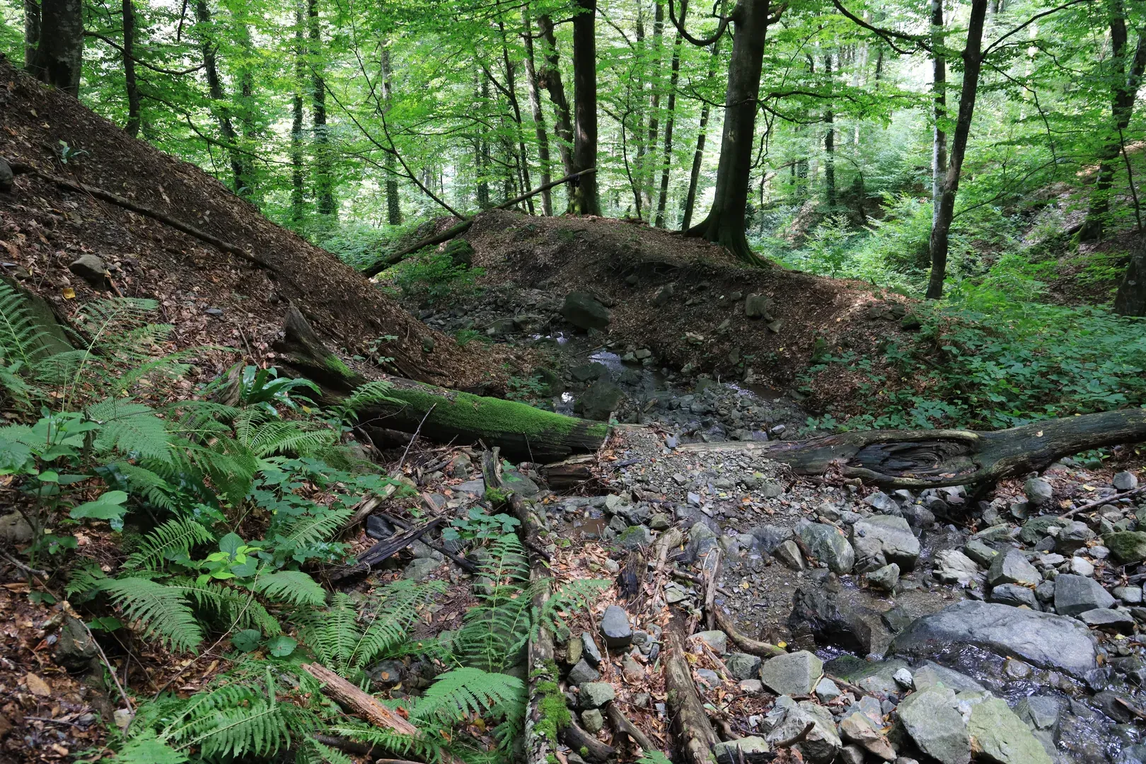 As you get closer to the water sources, the forest gets greener and greener, with more vegetation.