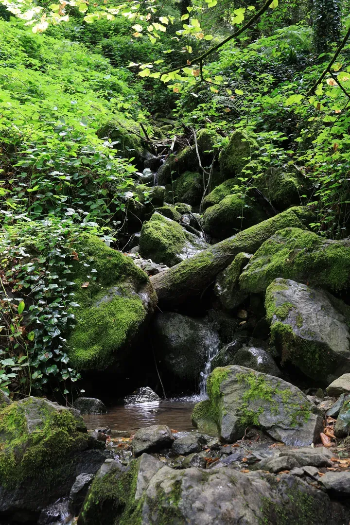 More of the greenery around the small streams.
