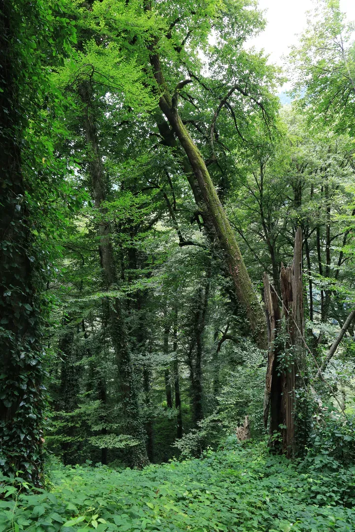 As you come near the waterfall, the amount of green starts to look more like a jungle. I had a similar experience hiking in the mountains near Chiang Mai in Thailand.