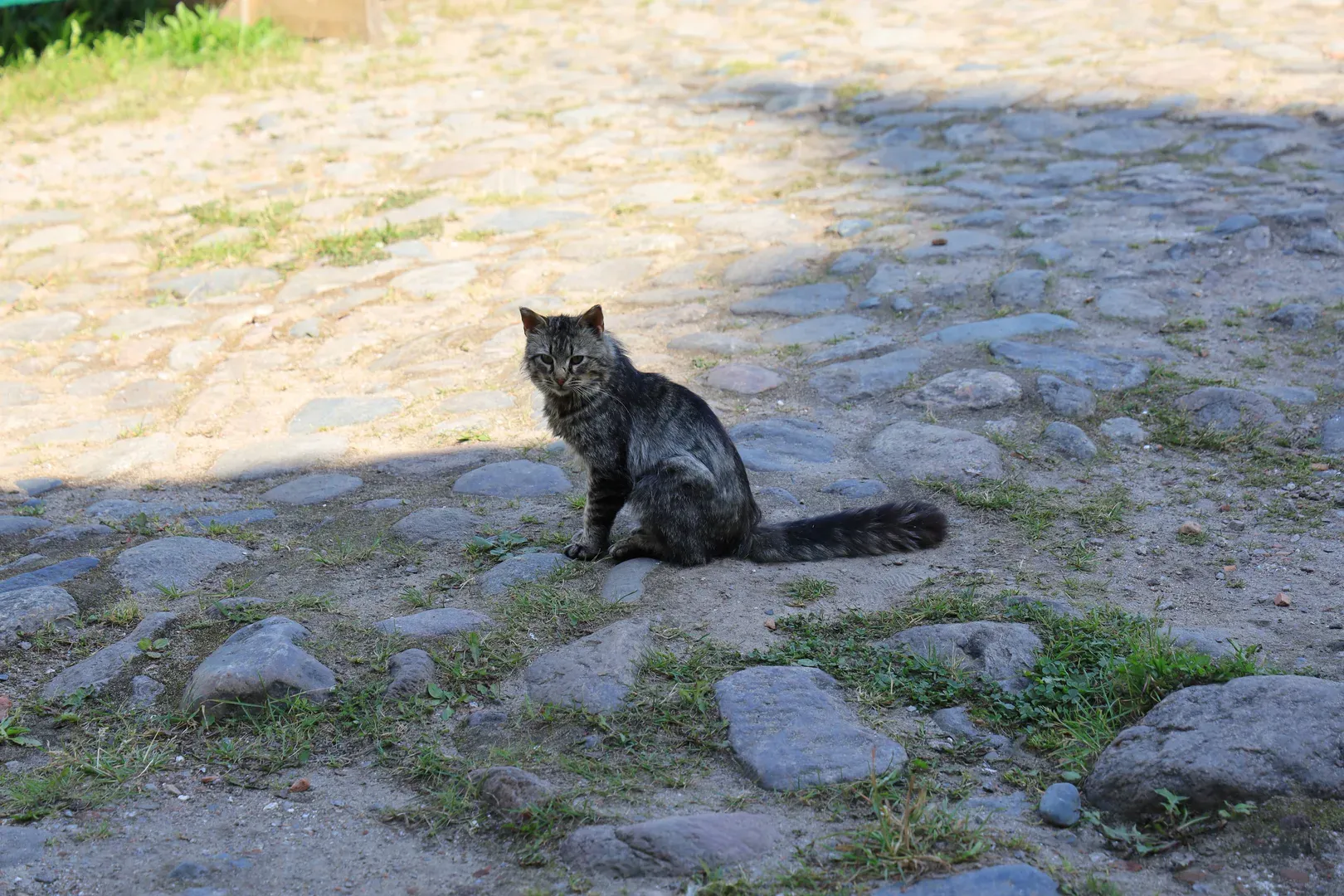 A cat tax. There are many cats on the islands, a problem similar to Cyprus.