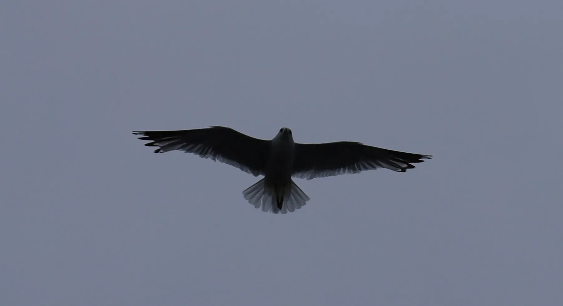 Guess the bird. No, it is not an eagle, but white-tailed eagles do nest on these islands.