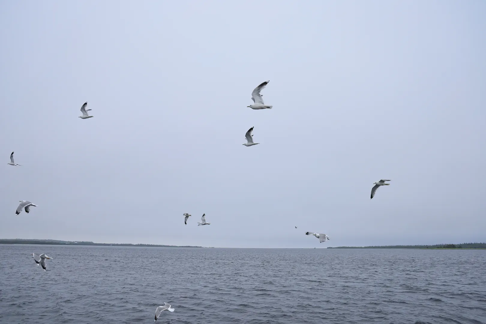 Gulls are everywhere. Especially if someone starts feeding them.