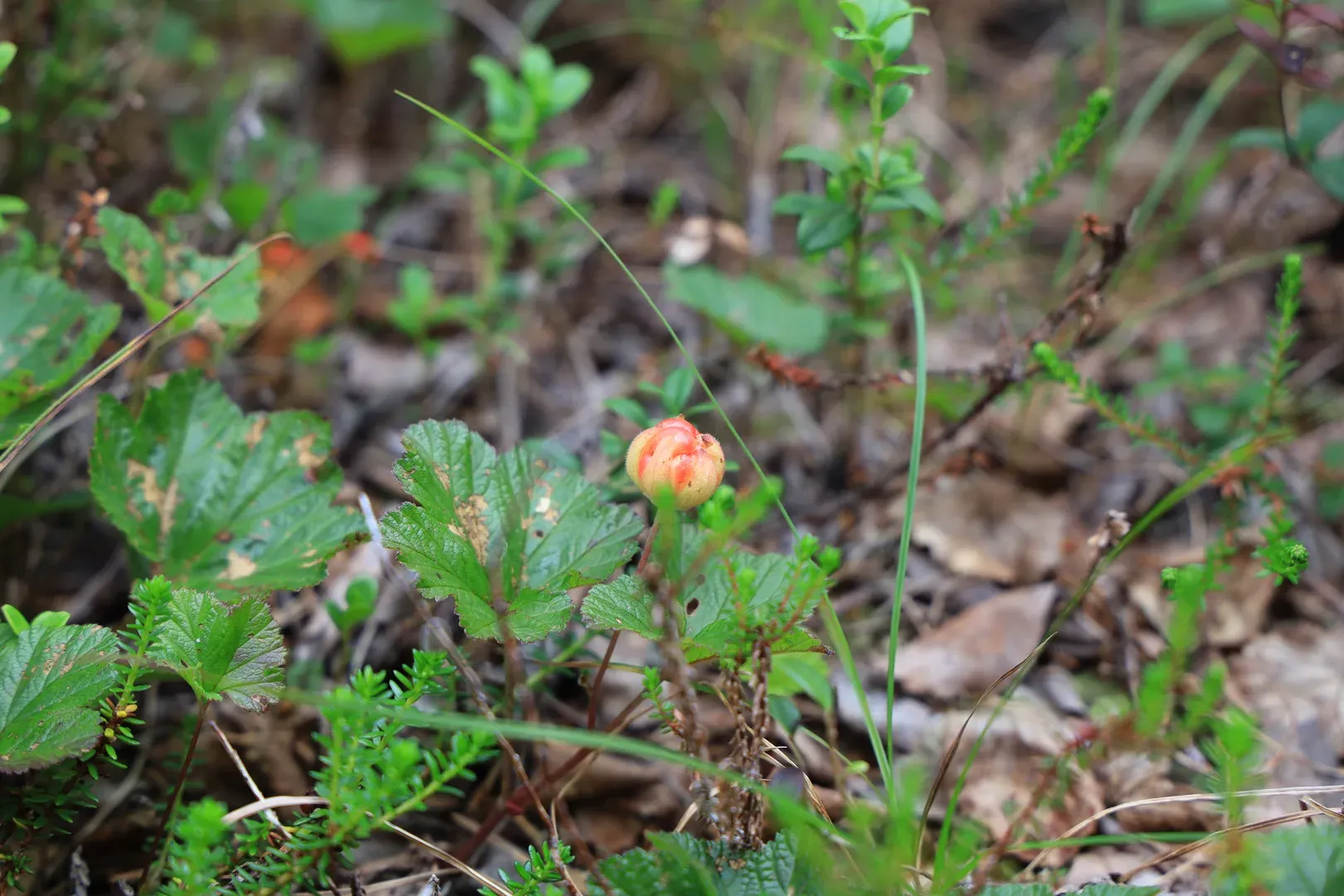 Cloudberry. Not yet ripe — we were too early for that.