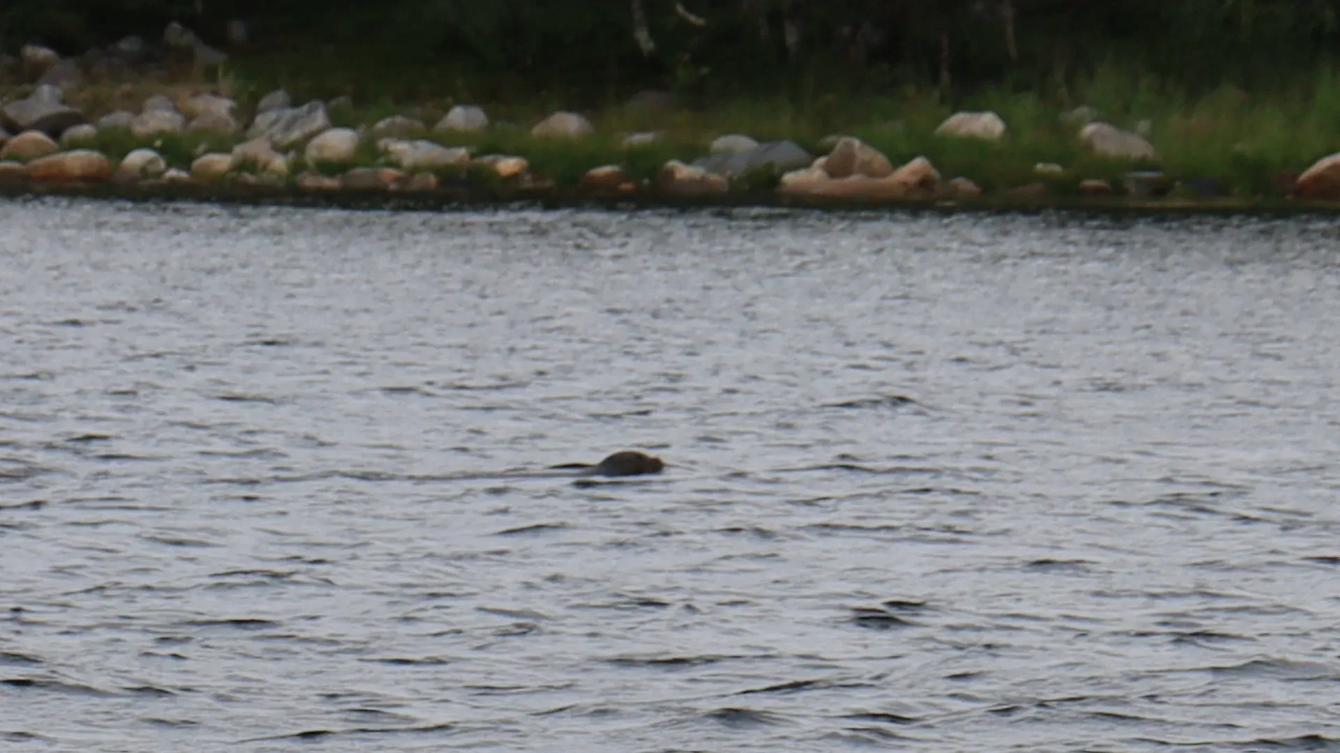 A seal. Not sure which one — the guide said it is a ringed seal.