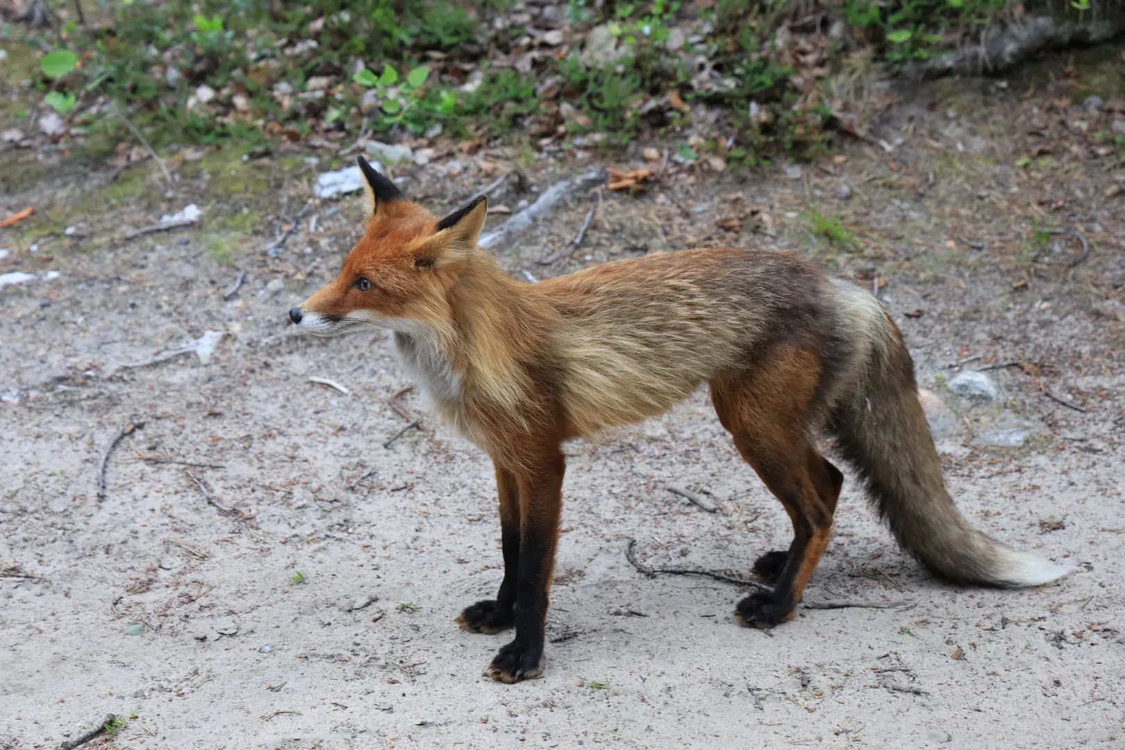 A fox. They are not afraid of humans and sometimes appear at the edge of the settlement. But we never saw them come inside.